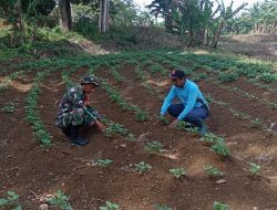 Peduli Petani, Babinsa Koramil 06/Awangpone Kodim 1407/Bone Bantu Rawat Kebun Ubi