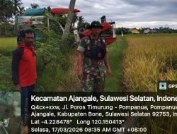 Babinsa Koramil 1407-01/Ajangale Kodim Bone Laksanakan Pemantauan Panen Padi Di Kelurahan Pompanua