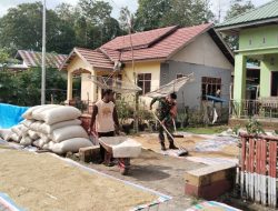 Bahu-Membahu di Bawah Terik : Babinsa Koramil 1407-11/Barebbo Kab. Bone Bantu Petani Cinnong Jemur Hasil Panen