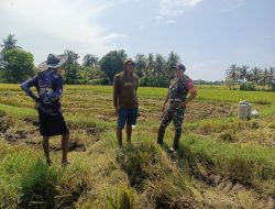 Babinsa Koramil 1407-15/Mare Kodim Bone Pastikan Aspirasi Petani Padaelo Tersampaikan Lewat Komsos