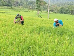 Perkuat Ketahanan Pangan, Babinsa Koramil 1407-20/Bontocani Kodim Bone Dampingi Petani Pammusureng Turun Ke Sawah