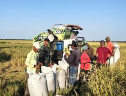 Tingkatkan Efisiensi, Babinsa Koramil 15/Mare Kodim 1407/Bone Dukung Panen Padi Modern