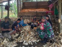 Anggota Koramil 1407-08/Lamuru Pastikan Proses Panen Jagung Di Desa Barakkae Berjalan Lancar