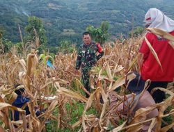Optimalkan Hasil Tani, Anggota Koramil 1407-08/Lamuru Kodim Bone Pantau Langsung Panen Jagung