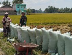 Babinsa Koramil 1407-21/Palakka Pastikan Hasil Panen Petani Mattanetebua Terserap Maksimal