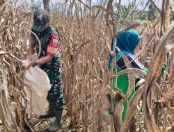 Panen Raya Di Jampae : Babinsa Koramil 1407-05/Ulaweng Kawal Kesuksesan Petani Waemputtange