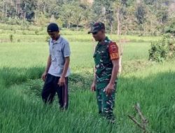 Tingkatkan Produksi Gabah, Babinsa Bontocani Kodim 1407/Bone Cek Langsung Kondisi Padi Warga