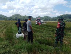 Dukung Ketahanan Pangan, Babinsa Koramil 1407-12/Cina Dampingi Petani Panen Padi Di Bone