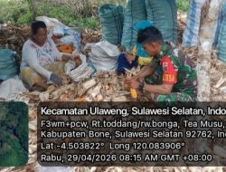 Optimalkan Hasil Pertanian, Babinsa Koramil 05/Ulaweng Kodim 1407/Bone Kawal Panen Di Desa Teamusu