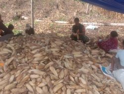 Panen Raya Melimpah, Babinsa Koramil 1407-05/Ulaweng Kodim Bone Kawal Pasca Panen Jagung Di Desa Jompie