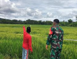 Kawal Ketahanan Pangan, Babinsa Koramil 1407-12/Cina Pantau Pertumbuhan Padi Petani Di Desa Awo