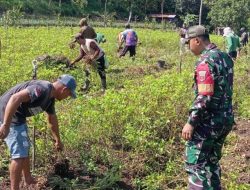 Dukung Swasembada Pangan, Babinsa Koramil 14/Libureng Kodim 1407/Bone Kawal Panen Kacang Tanah Di Poleonro