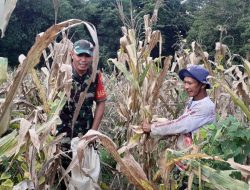 Babinsa Koramil 1407-12/Cina Kodim Bone Bantu Warga Desa Lompu Panen Jagung