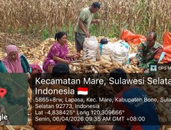 Babinsa Koramil 15/Mare Kodim Bone Bantu Warga Mengupas Jagung  Pasca Panen