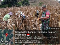 Dukung Sektor Pertanian, Babinsa Koramil 08/Lamuru Kodim 1407/Bone Terjun Langsung Bantu Petani Jagung