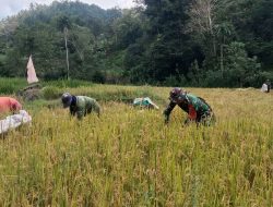Dukung Sektor Pertanian, Babinsa Koramil 1407-20/Bontocani Kodim Bone Dampingi Kelompok Tani Desa Langi