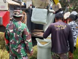 Pacu Efisiensi Panen, Babinsa Kodim Bone Koramil 1407-13/Sibulue Dampingi Mesin Combine Harvester Di Tunreng Tellue