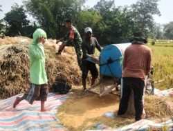 Tak Canggung Terjun Ke Sawah : Babinsa Koramil 1407-14/Libureng Bantu Warga Mario Panen Dan Rontok Padi