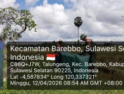 Kawal Swasembada Pangan, Babinsa Koramil 1407-11/Barebbo Terjun Ke Sawah Dampingi Panen Padi Di Talungeng