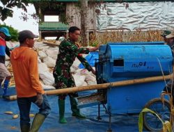 Ringankan Beban Petani, Babinsa Koramil 10/Ponre Turun Tangan Rontokkan Jagung Pasca Panen