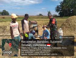 Babinsa Koramil 1407-11/Barebbo Laksanakan Pendampingan Panen Padi Di Desa Cingkang