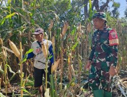 Pastikan Hasil Maksimal, Babinsa Koramil 10/Ponre Kodim Bone Terjun Ke Ladang Cek Kesehatan Tanaman Jagung