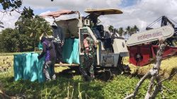 Turun Ke Sawah, Babinsa Koramil 1407-11/Barebbo Kodim Bone Kawal Langsung Kesejahteraan Petani Barebbo