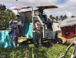 Turun Ke Sawah, Babinsa Koramil 1407-11/Barebbo Kodim Bone Kawal Langsung Kesejahteraan Petani Barebbo