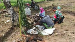 Babinsa Koramil 1407-04/Tellusiatinge Kodim Bone Bantu Warga Binaan Olah Kopra Di Desa Patangnga