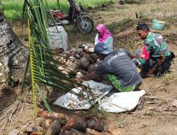 Babinsa Koramil 1407-04/Tellusiatinge Kodim Bone Bantu Warga Binaan Olah Kopra Di Desa Patangnga