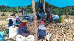 Wujud Nyata Pendampingan Pertanian, Babinsa Koramil 1407-04/Tellusiatinge Bantu Petani Maksimalkan Hasil Jagung
