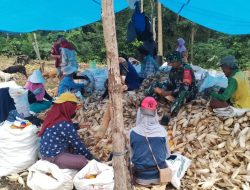 Wujud Nyata Pendampingan Pertanian, Babinsa Koramil 1407-04/Tellusiatinge Bantu Petani Maksimalkan Hasil Jagung