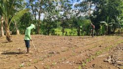 Perkuat Stok Pangan Daerah, Babinsa Koramil 1407-10/Ponre Dampingi Petani Ponre Tanam Jagung