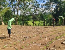 Perkuat Stok Pangan Daerah, Babinsa Koramil 1407-10/Ponre Dampingi Petani Ponre Tanam Jagung