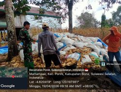 Babinsa Koramil 1407-10/Ponre Komsos Dengan Petani jagung
