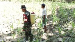 Genjot Produktivitas Jagung, Babinsa Koramil 15/Mare Kodim Bone Turun Tangan Basmi Hama Di Ujung Tanah
