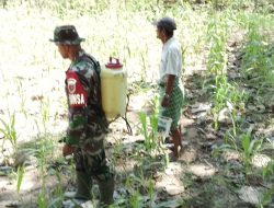 Genjot Produktivitas Jagung, Babinsa Koramil 15/Mare Kodim Bone Turun Tangan Basmi Hama Di Ujung Tanah
