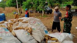 Berikan Motivasi Kepada Petani, Babinsa Kodim 1407/Bone Koramil 10/Ponre Setiawan Dorong Peningkatan Produksi Jagung