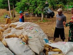 Berikan Motivasi Kepada Petani, Babinsa Kodim 1407/Bone Koramil 10/Ponre Setiawan Dorong Peningkatan Produksi Jagung