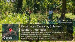 Pastikan Tanaman Tumbuh Subur, Babinsa Cenrana Kodim Bone Turun Langsung Ke Lahan Jagung Warga