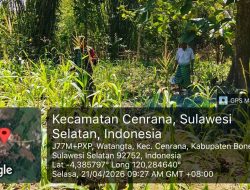 Pastikan Tanaman Tumbuh Subur, Babinsa Cenrana Kodim Bone Turun Langsung Ke Lahan Jagung Warga