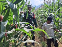 Pastikan Hasil Panen Melimpah, Babinsa Kodim 1407/Bone Koramil 14/Libureng Intensifkan Perawatan Jagung