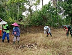 Optimalkan Swasembada Pangan, Babinsa Koramil 14/Libureng Kodim 1407/Bone Turun Langsung Ke Ladang Warga