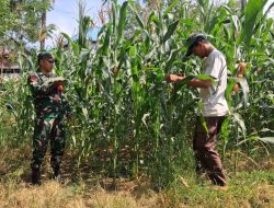 Kawal Ketahanan Pangan, Babinsa Koramil 1407-14/Libureng Terjun Langsung Dampingi Petani Jagung Di Desa Tappale