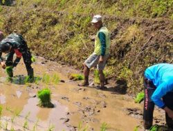 Gaspol! Begini Kekompakan Babinsa Koramil 08/Lamuru Kodim 1407/Bone Dan Petani Jambulu Di Musim Tanam