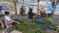 Dukung Potensi Bahari, Babinsa Koramil 1407-16/Tonra Sambangi Petani Rumput Laut Di Poleonro