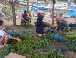 Dukung Potensi Bahari, Babinsa Koramil 1407-16/Tonra Sambangi Petani Rumput Laut Di Poleonro