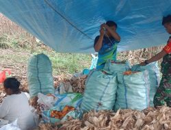Emas Kuning Di Tanah Teamusu : Sinergi Babinsa Koramil 05/Ulaweng Kodim 1407/Bone Dan Petani Desa Teamusu