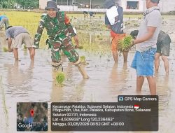 Kawal Kedaulatan Pangan, Babinsa Koramil 1407-21/Palakka Turun Ke Sawah Tanam Padi Di Desa Usa