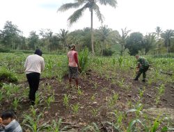 Tak Kenal Lelah, Babinsa Koramil 09/Lapri Kodim Bone Turun Ke Ladang Kawal Ketahanan Pangan